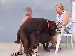 Animal Gay Sex Twitter