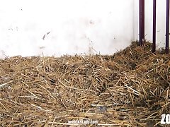 Woman Has Sex With A Horse Porn