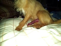 Mill Lee Porn Dog