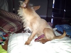 Mill Lee Porn Dog
