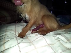 Mill Lee Porn Dog