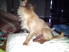 Mill Lee Porn Dog