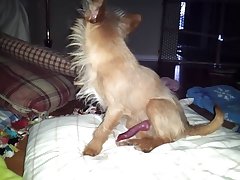 Mill Lee Porn Dog