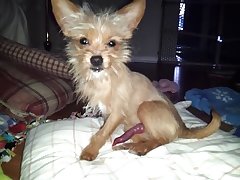 Mill Lee Porn Dog