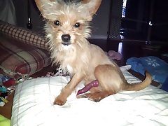 Mill Lee Porn Dog