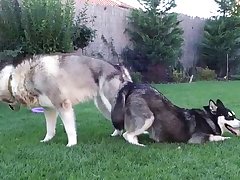 Girl Blowing Dog Porn