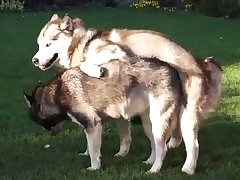 Girl Blowing Dog Porn