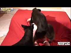Free Animal Sex Vid