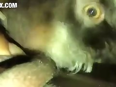 Pornhub.com Animal Sex