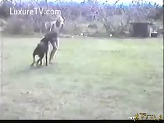 Horse With Big Ass Porn