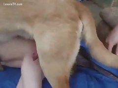 Taboo Horse Porn