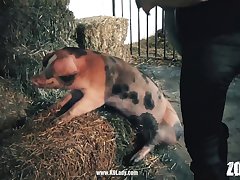 Blow Job Dog Porn
