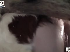 Gay Animal Sex Videos