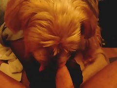 Porn Dog Licks Pussy