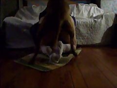 Man On Animal Sex