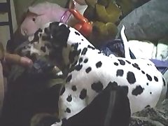 Live Animal Sex