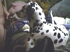 Live Animal Sex