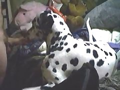 Live Animal Sex