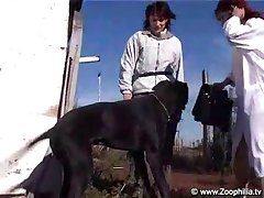 Porn Gif Horse