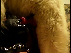 Porn Dog And Horse