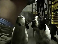Pregnant Woman And Dog Porn
