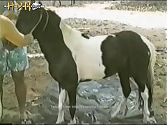 Animal Rashmika Sex