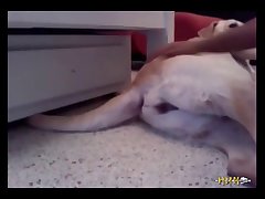 Anime Girl Having Sex With Animal