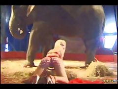 Animal Doggy Sex