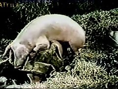 Dog Fart Porn Full Videos