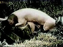 Dog Fart Porn Full Videos