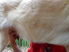 Girl Fucks Dog Porn Comics