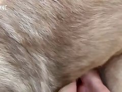 Barking Like A Dog Porn