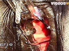 Animal Mare Porn